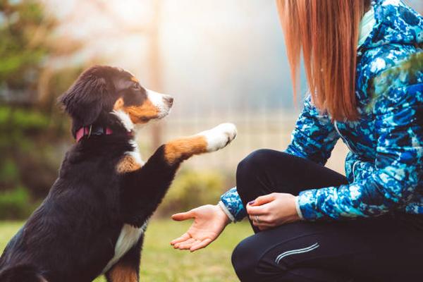 Effective Techniques for Training Your Dog