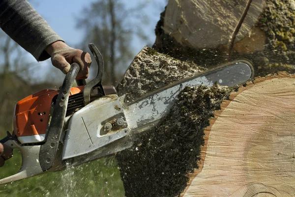 Reliable Tree Care in Janesville – Your Local Arbor Experts
