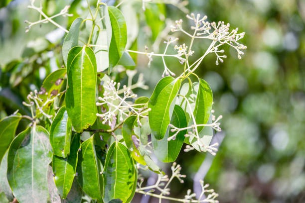 From Sprout to Serenity Living the Herbal Garden Lifestyle