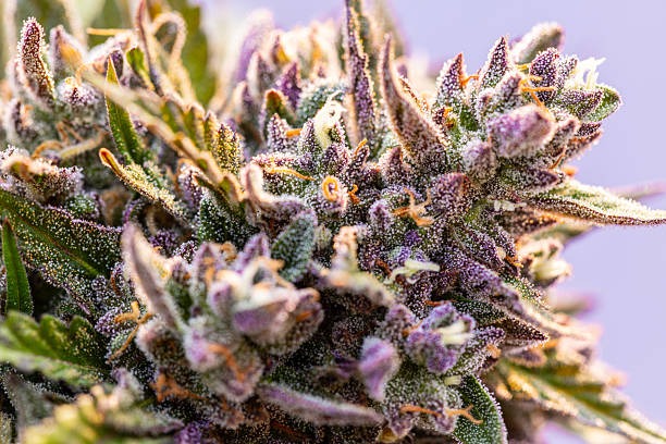 A Guide to Buying Delta 9 Disposables and THCA Near You